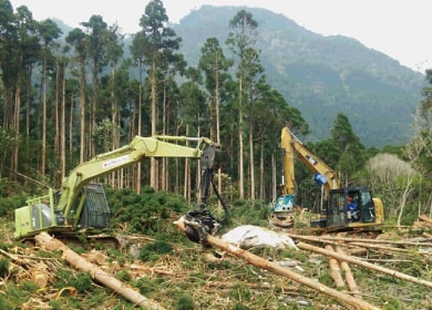 屋久島の木を伐採する様子